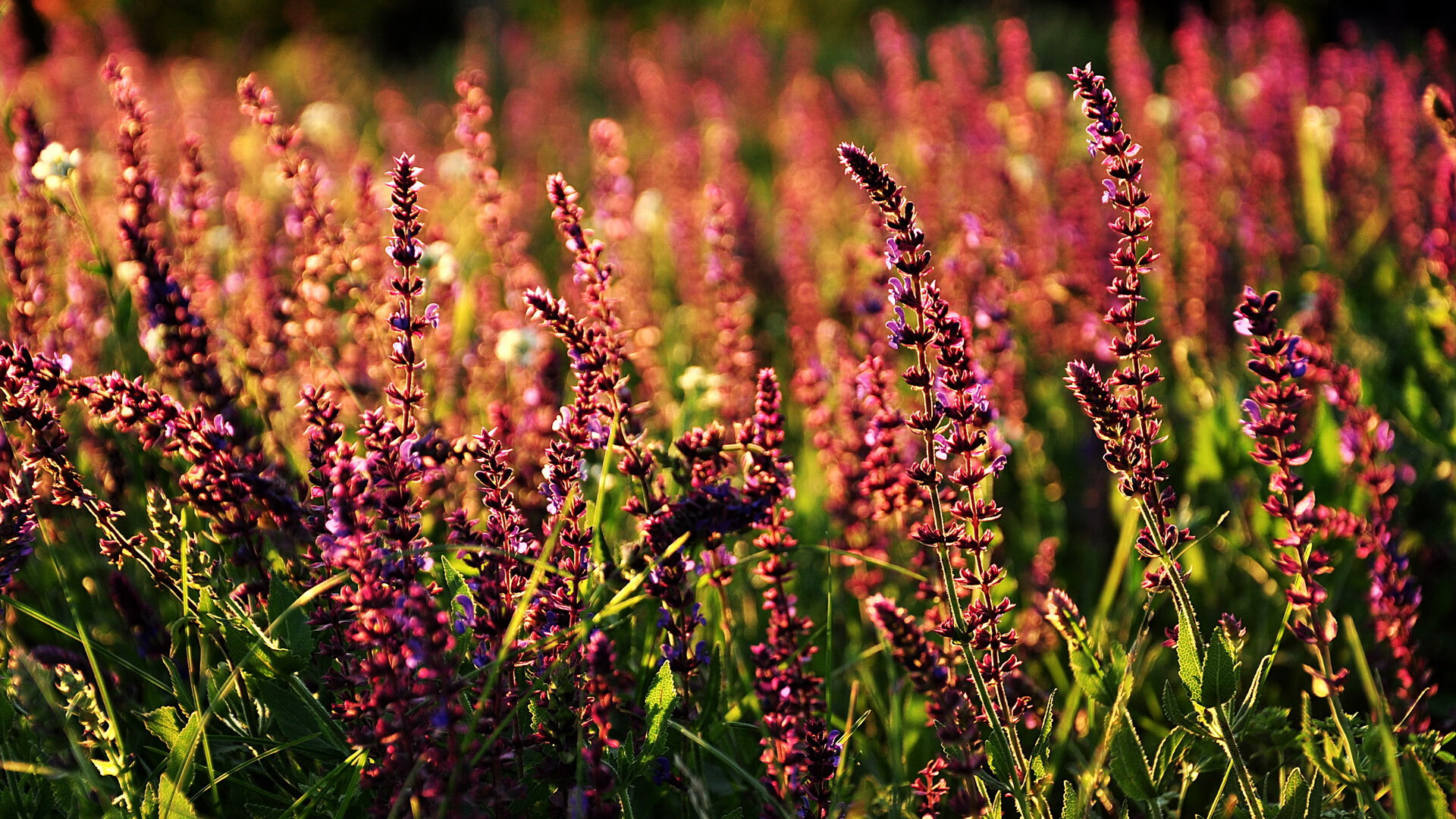 乐鱼-日本队势不可挡，直指决赛！，日本 队