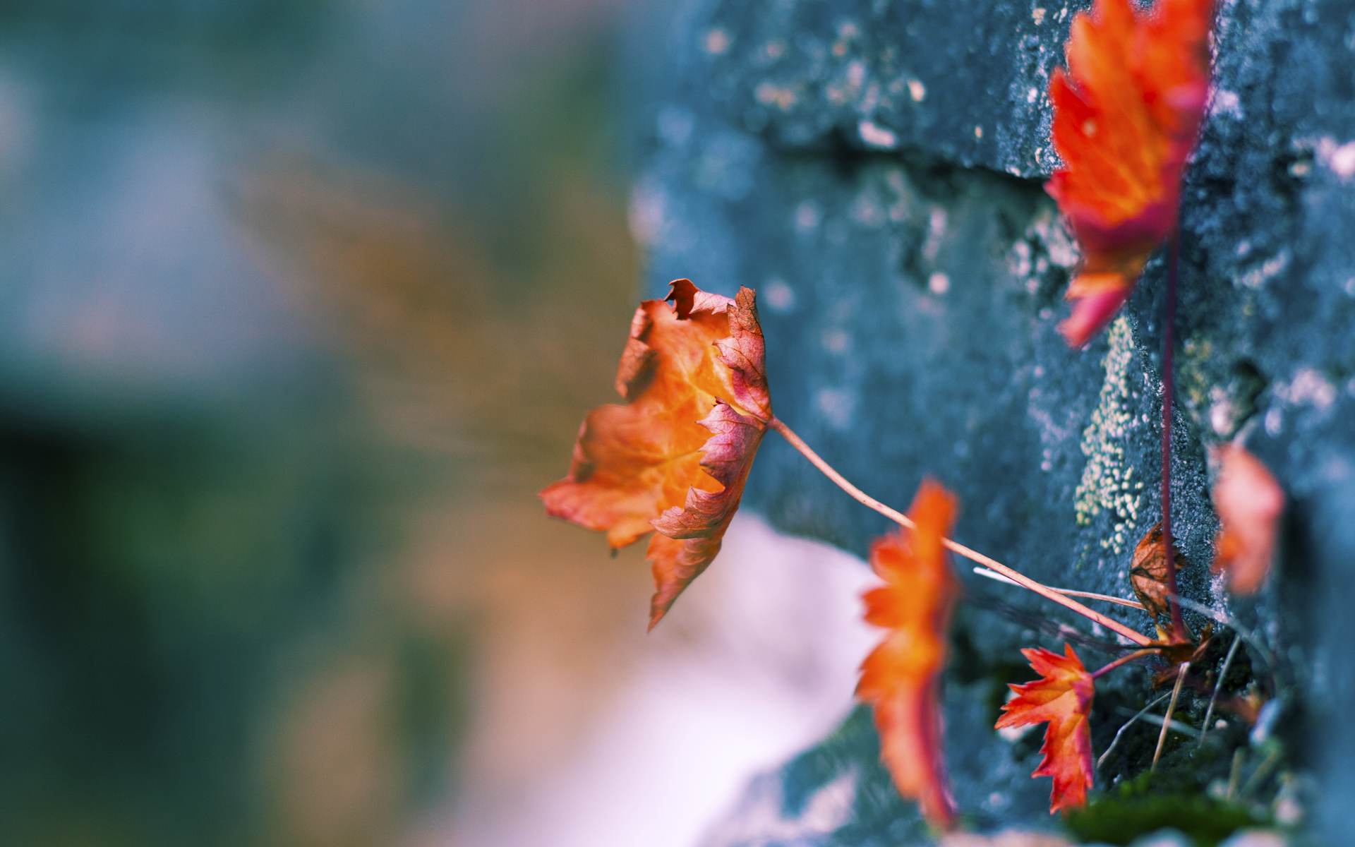 乐鱼-中国篮球职业俱乐部财务管理与风险控制研究，中国篮球俱乐部盈利排名